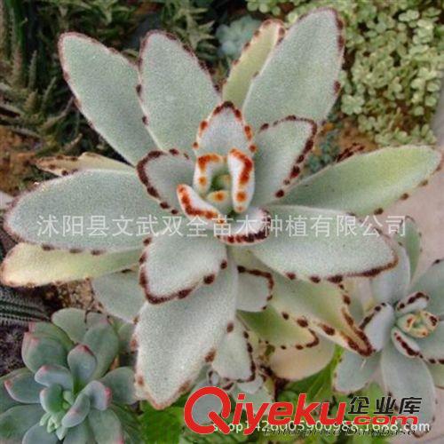 迷你多肉類 月兔耳 多肉 多肉植物批發 防輻射小盆栽 景天科 月兔耳一件代發原始圖片2