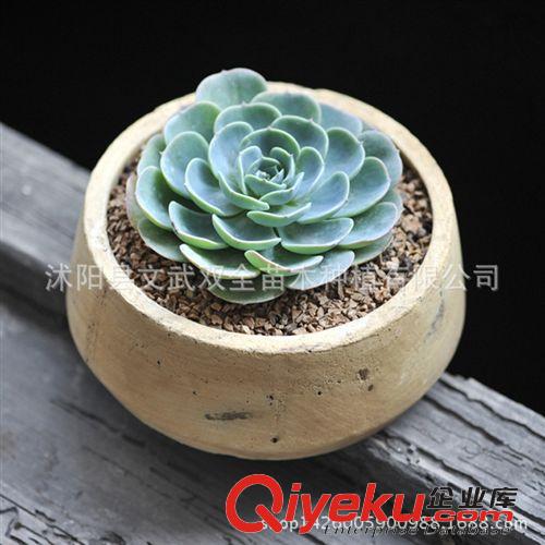 迷你多肉類 月兔耳 多肉 多肉植物批發 防輻射小盆栽 景天科 月兔耳一件代發