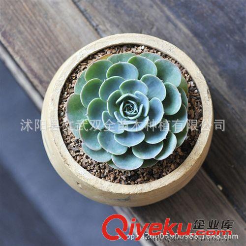 迷你多肉類 多肉辦公室內盆栽綠植防輻射 石蓮花 寶石花 玉蝶凈化空氣原始圖片3