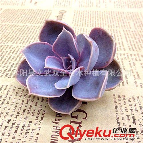 迷你多肉類 多肉辦公室內盆栽綠植防輻射 石蓮花 寶石花 玉蝶凈化空氣