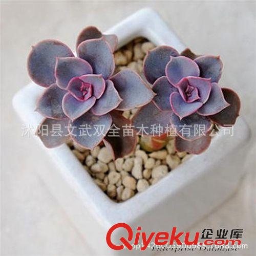 迷你多肉類 多肉植物【紫珍珠】綠植 花卉 吸甲醛防輻射 盆栽 多肉批發原始圖片3