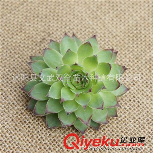 迷你多肉類 多肉植物【紫珍珠】綠植 花卉 吸甲醛防輻射 盆栽 多肉批發