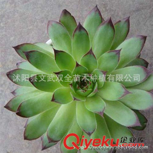 迷你多肉類 自家基地直供 批發 仙人多肉植物 觀音蓮 防輻射盆栽 量大從優原始圖片3