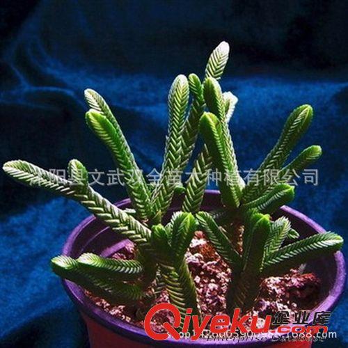 迷你多肉類 自家基地直供 批發 仙人多肉植物 觀音蓮 防輻射盆栽 量大從優