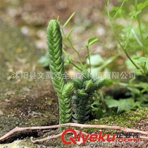 迷你多肉類 大量批發 仙人多肉植物 青鎖龍 防輻射 室內花卉桌面 盆栽植物原始圖片2