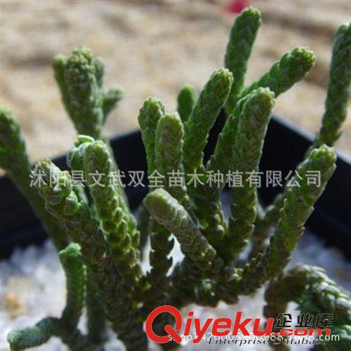 迷你多肉類 大量批發 仙人多肉植物 青鎖龍 防輻射 室內花卉桌面 盆栽植物原始圖片3