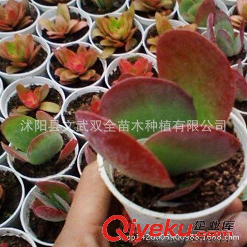 迷你多肉類 唐印 進口多肉植物批發7-9cm防輻射多肉多漿植物 唐印 室內盆栽