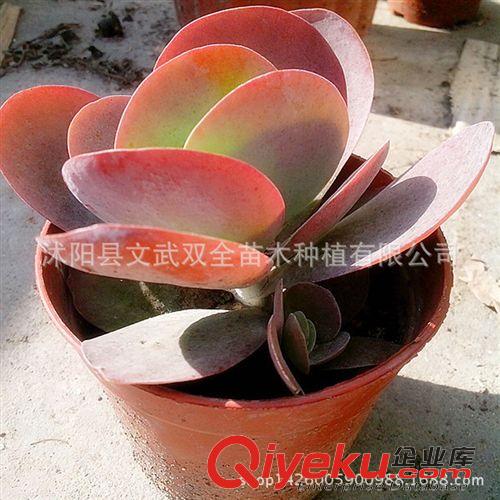 迷你多肉類 唐印 進口多肉植物批發7-9cm防輻射多肉多漿植物 唐印 室內盆栽
