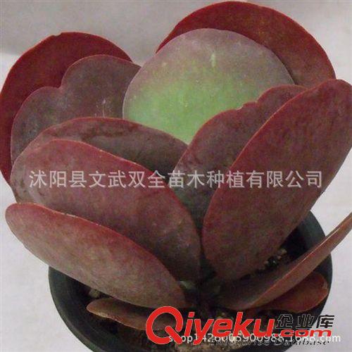 迷你多肉類 唐印 進口多肉植物批發7-9cm防輻射多肉多漿植物 唐印 室內盆栽
