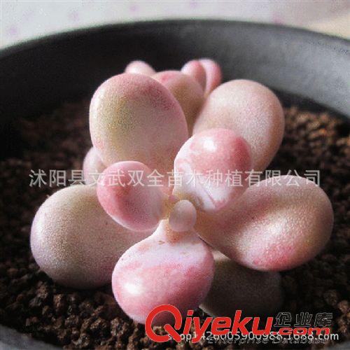 迷你多肉類 批發多肉植物 桃美人 桃之卵 多肉植物批發 進口多肉 桌面盆栽