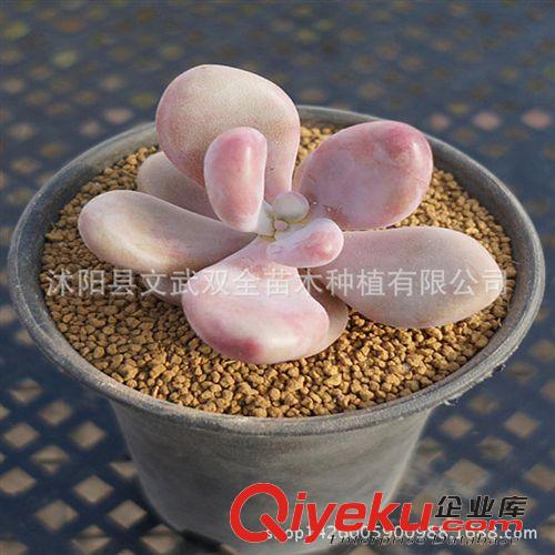 迷你多肉類 批發多肉植物 桃美人 桃之卵 多肉植物批發 進口多肉 桌面盆栽