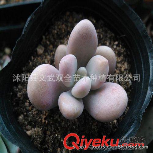 迷你多肉類 批發多肉植物 桃美人 桃之卵 多肉植物批發 進口多肉 桌面盆栽