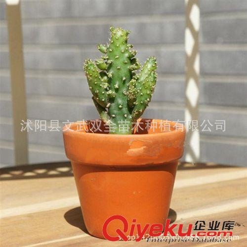 迷你多肉類 基地直銷 多肉植物【姬珊瑚搖錢樹】 辦公室內迷你盆栽 不帶盆
