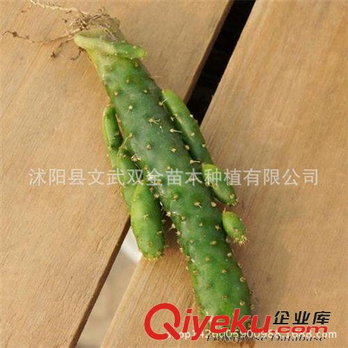 迷你多肉類 基地直銷 多肉植物【姬珊瑚搖錢樹】 辦公室內迷你盆栽 不帶盆