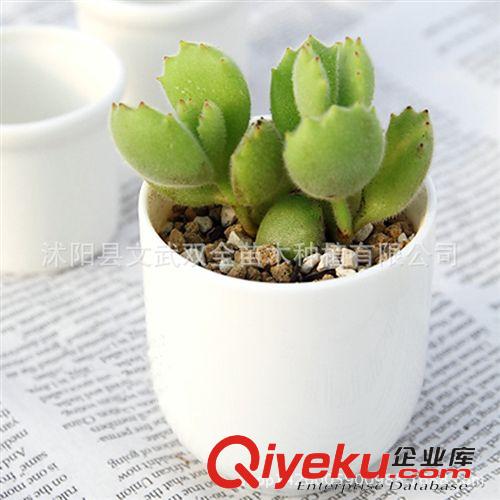 迷你多肉類 圓佛珠 翡翠珠 珍珠吊蘭 多肉植物 多肉迷你植物室內(nèi)盆栽花卉綠植