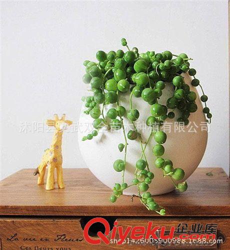 迷你多肉類 圓佛珠 翡翠珠 珍珠吊蘭 多肉植物 多肉迷你植物室內(nèi)盆栽花卉綠植