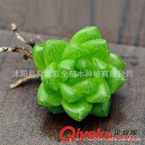 迷你多肉類 多肉植物盆栽 水晶玉露 仙人類 防輻射玉露迷你辦公室綠植 多肉原始圖片2
