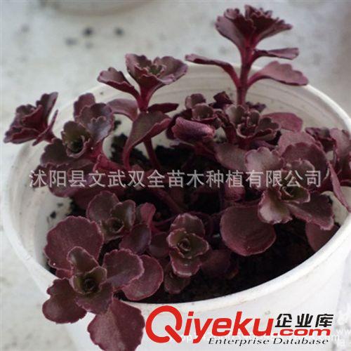 迷你多肉類 室內盆栽 景天科 小球玫瑰多肉 多肉植物小球玫瑰 龍血景天 多頭原始圖片2