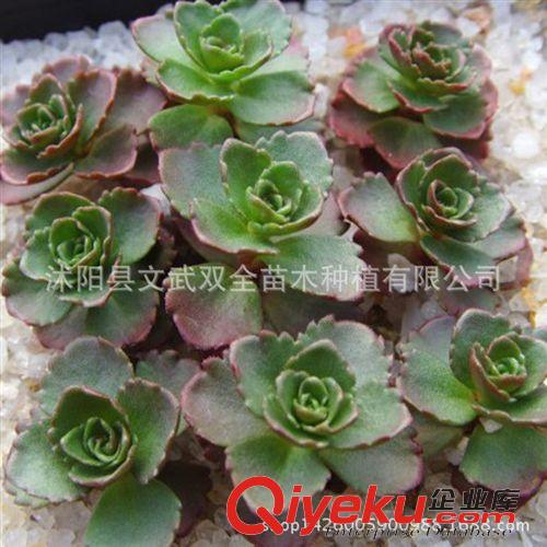 迷你多肉類 室內盆栽 景天科 小球玫瑰多肉 多肉植物小球玫瑰 龍血景天 多頭原始圖片3