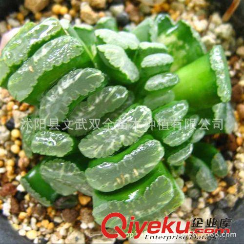 迷你多肉類 多肉大世界 多肉植物【玉扇】綠植 小盆栽 凈化空氣 防輻射原始圖片3