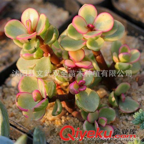 迷你多肉類 雅樂之舞 單顆室內(nèi)觀葉植物 桌面迷你小盆栽 多肉 花卉盆景tj原始圖片2