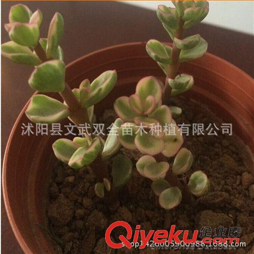 迷你多肉類 雅樂之舞 單顆室內(nèi)觀葉植物 桌面迷你小盆栽 多肉 花卉盆景tj原始圖片3