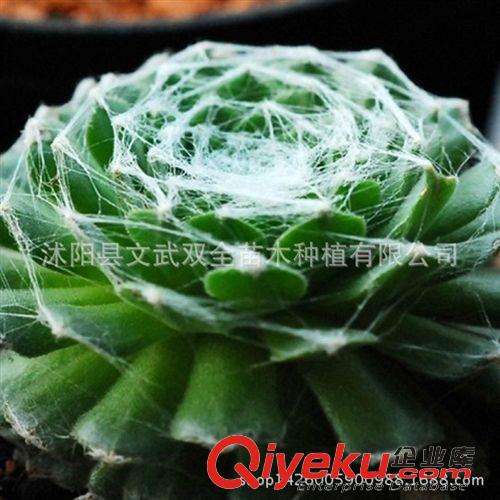 迷你多肉類 批發(fā)多肉植物蛛絲卷娟 基地直銷 量大優(yōu)惠蛛絲卷絹出售仙人多肉原始圖片2
