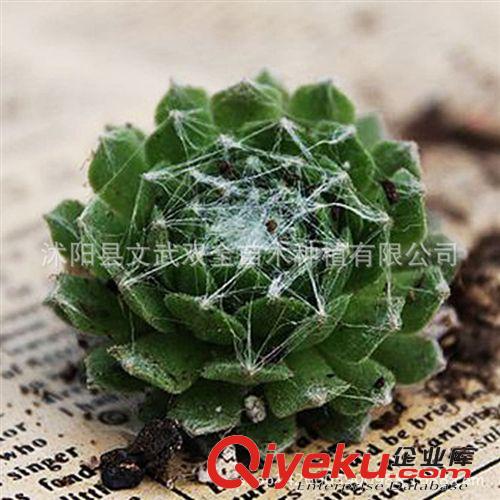 迷你多肉類 批發(fā)多肉植物蛛絲卷娟 基地直銷 量大優(yōu)惠蛛絲卷絹出售仙人多肉原始圖片3