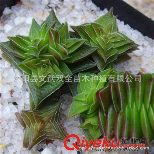 迷你多肉類 供應各種多肉植物 多肉茜之塔 基地直銷 桌面盆栽植物 防輻射原始圖片2