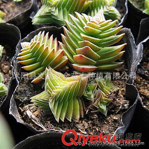 迷你多肉類 供應各種多肉植物 多肉茜之塔 基地直銷 桌面盆栽植物 防輻射原始圖片3