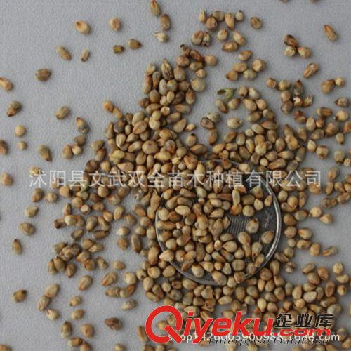 花草苗木種子 批發皇竹草種子牧草種子新型黃竹草種子 高產量 包發芽率原始圖片2