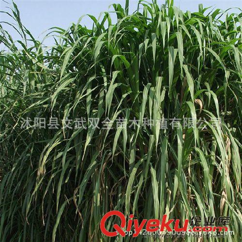 花草苗木種子 批發皇竹草種子牧草種子新型黃竹草種子 高產量 包發芽率原始圖片3