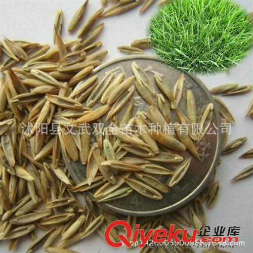 水生植物 tj銷售水培花卉轉(zhuǎn)運(yùn)竹 青竹 水培富貴竹 植物花卉盆栽 冬天不死