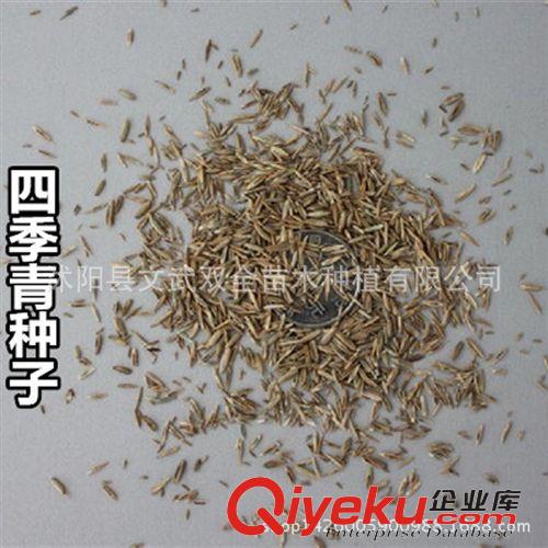 花草苗木種子 美國四季青草坪種子草籽 耐踐踏 四季常青 混合四季青 無需修剪原始圖片2