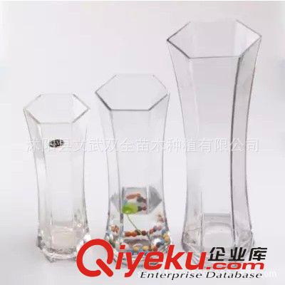 水生植物 tj銷售水培花卉轉(zhuǎn)運(yùn)竹 青竹 水培富貴竹 植物花卉盆栽 冬天不死