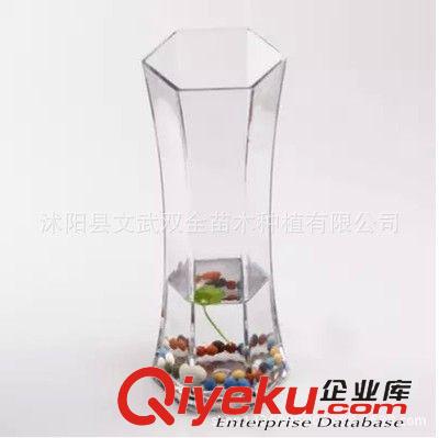 水生植物 六角透明玻璃瓶水培專用玻璃花瓶 富貴竹專用瓶 運竹星形花瓶