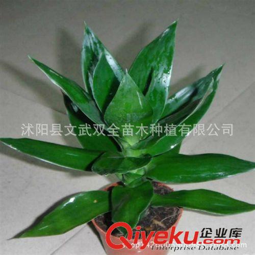 水生植物 水培植物 富貴竹 轉運竹 開運竹 彎竹 水培植物 凈化空氣