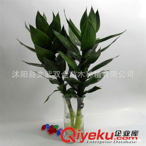 水生植物 盆栽水生植物 水培荷花竹 蓮花竹 富貴觀音竹開運竹防輻射