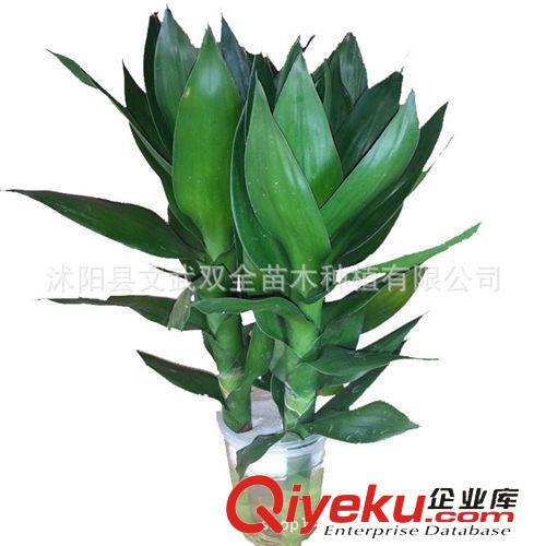 水生植物 盆栽水生植物 水培荷花竹 蓮花竹 富貴觀音竹開運竹防輻射