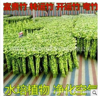 水生植物 水培植物 富貴竹 轉運竹 開運竹 彎竹 水培植物 凈化空氣