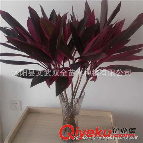 水生植物 批發采購 紅葉朱蕉水生植物 紅葉朱蕉 地被小苗 紫葉竹