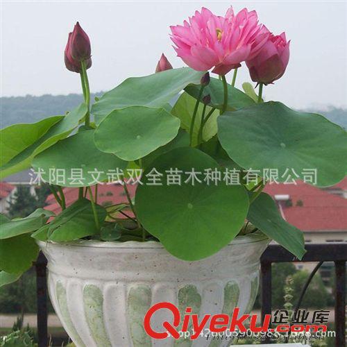 水生植物 批發水培植物（碗蓮種子）多色混合荷花種子蓮花種子水生植物花卉