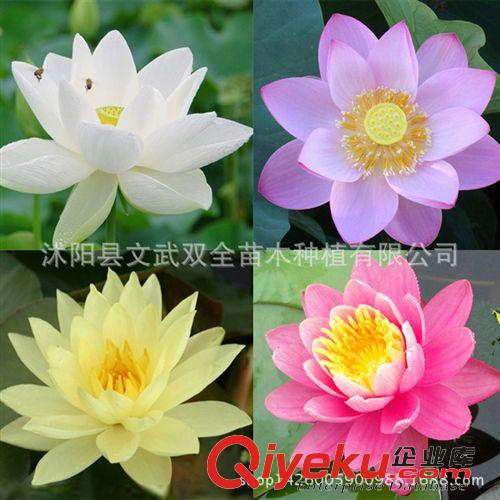 水生植物 批發水培植物（碗蓮種子）多色混合荷花種子蓮花種子水生植物花卉