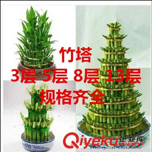 水生植物 批發 13層 富貴塔竹塔 節節高開運竹 水培富貴竹植物 凈化空氣