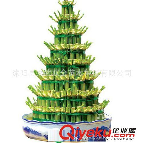 水生植物 批發 13層 富貴塔竹塔 節節高開運竹 水培富貴竹植物 凈化空氣
