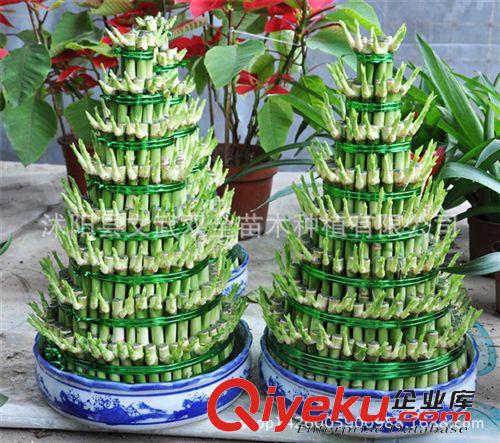 水生植物 批發 5層 富貴塔竹塔 節節高開運竹 水培富貴竹植物 凈化空氣