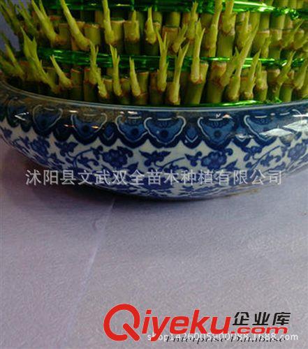 水生植物 批發 5層 富貴塔竹塔 節節高開運竹 水培富貴竹植物 凈化空氣