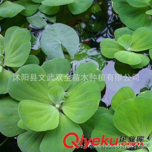 水生植物 水芙蓉苗 夏季直銷 水芙蓉 水生植物 水生花卉 清潔河流 盆栽花卉