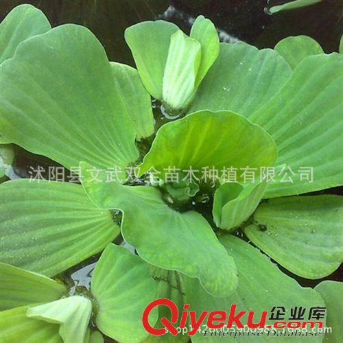 水生植物 水芙蓉苗 夏季直銷 水芙蓉 水生植物 水生花卉 清潔河流 盆栽花卉