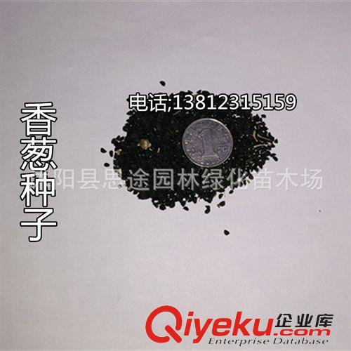 種子品種 批發(fā)蔬菜種子 薺菜種子菜種子四季播種 野生蔬菜種子